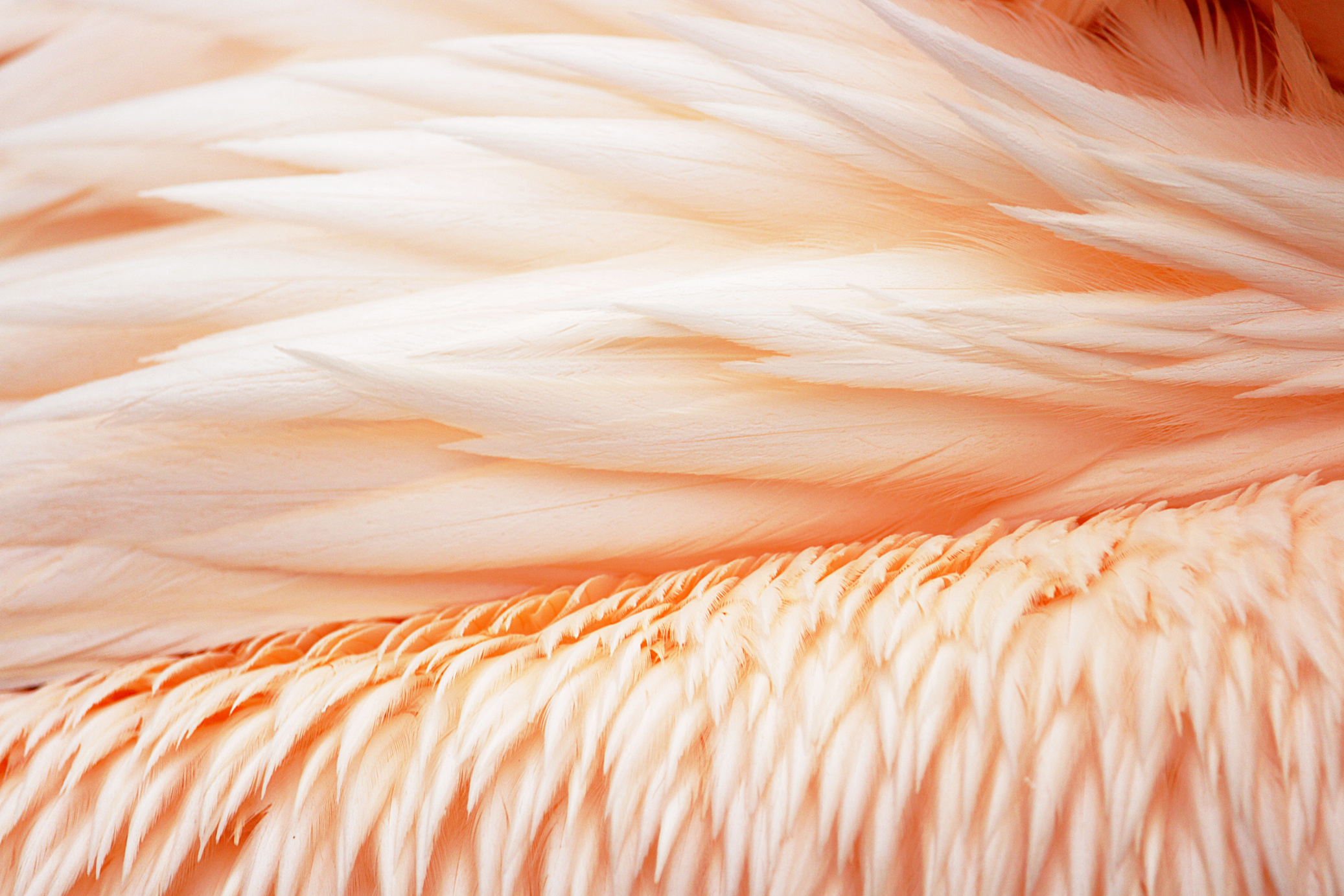 Close-Up Photo of Feathers